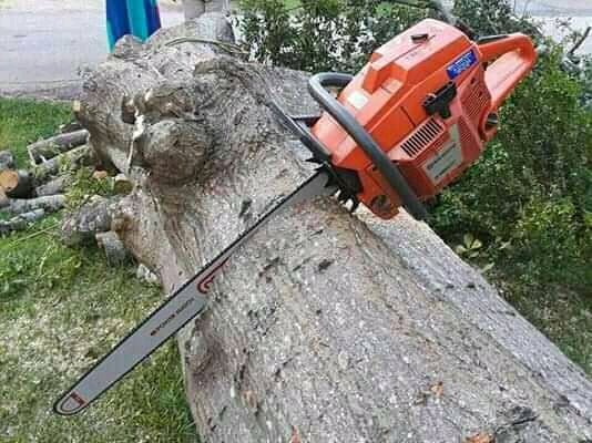 treefelling_005